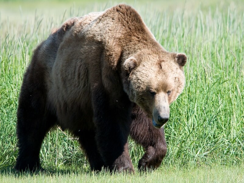 Brown Bear Experience  SOLD OUT