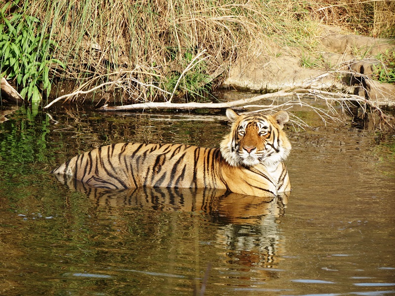 India...Best of Rajasthan & Taj 